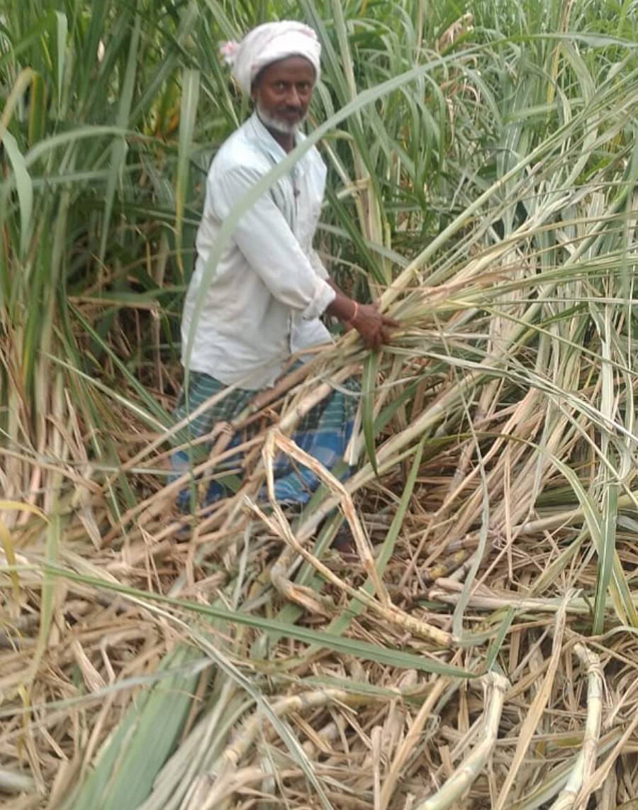 ಕಂಪ್ಲಿ ತಾಲ್ಲೂಕು ಕಣಿವಿತಿಮ್ಮಲಾಪುರ ರಸ್ತೆ ಬಳಿಯ ಕಬ್ಬಿನ ಗದ್ದೆಗೆ ಕರಡಿಗಳು ದಾಳಿ ನಡೆಸಿ ಬೆಳೆ ಹಾಳು ಮಾಡಿರುವುದನ್ನು ತೋರಿಸಿದ ರೈತ