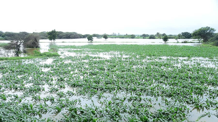 ಹಾವೇರಿ ಜಿಲ್ಲೆಯ ಮೇಲ್ಮುರಿ ಗ್ರಾಮದ ಬಳಿ ವರದಾ ನದಿ ನೀರಿನಲ್ಲಿ ಜಲಾವೃತಗೊಂಡಿದ್ದ ಗೋವಿನ ಜೋಳದ ಬೆಳೆ