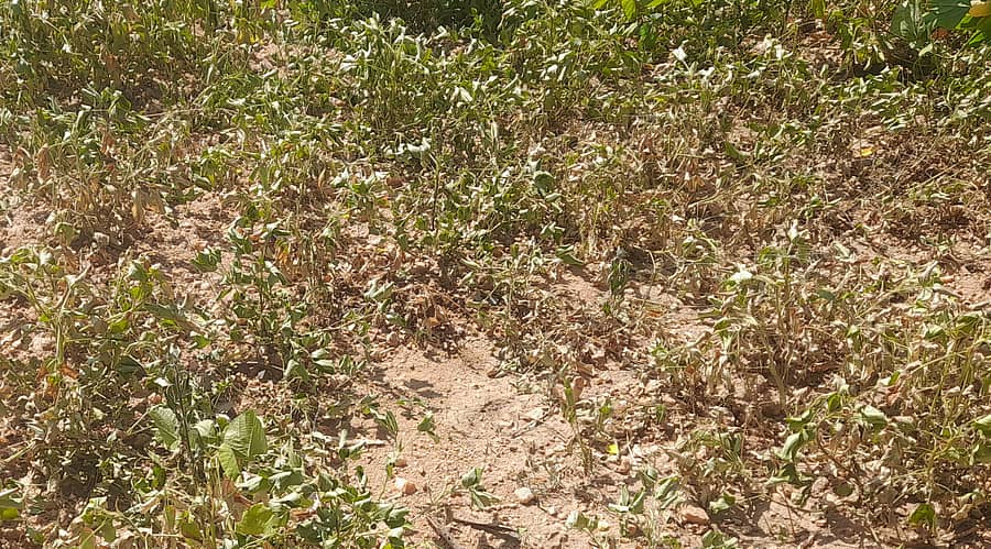 ಬಂಗಾರಪೇಟೆ ತಾಲ್ಲೂಕಿನ ಬೂದಿಕೋಟೆ ಹೋಬಳಿಯ ಜ್ಯೋತಿನಹಳ್ಳಿ ಆಲಂಬಾಡಿ ಗ್ರಾಮದ ರೈತರೊಬ್ಬರ ಜಮೀನಿನಲ್ಲಿ ನೆಲಗಡಲೆ ಸಸಿಗಳು ಒಣಗಿದಂತೆ ಕಂಡುಬಂದಿರುವುದು