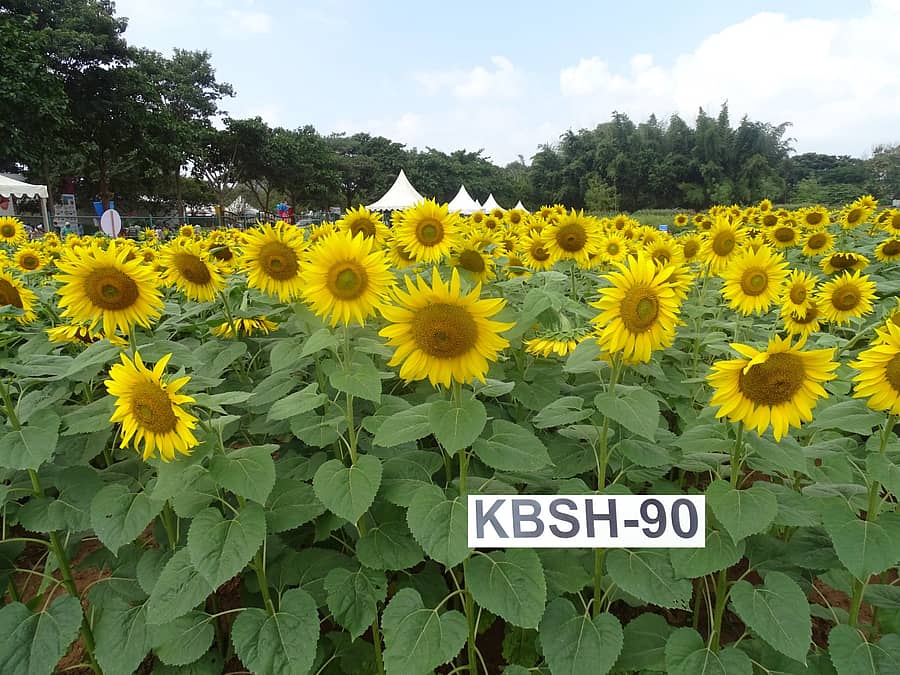 ಸೂರ್ಯಕಾಂತಿ ಕೆಬಿಎಸ್ಎಚ್–90