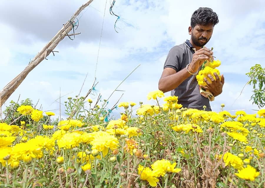 ಕೋಲಾರ ತಾಲ್ಲೂಕಿನ ತೊಟ್ಲಿ ಬಳಿ ಸೇವಂತಿಗೆ ಹೂವು ಬೆಳೆದಿರುವ ರೈತರು, ಮಾರುಕಟ್ಟೆಯಲ್ಲಿ ಸರಿಯಾದ ದರವಿಲ್ಲದೆ ಕಂಗಾಲಾಗಿದ್ದಾರೆ