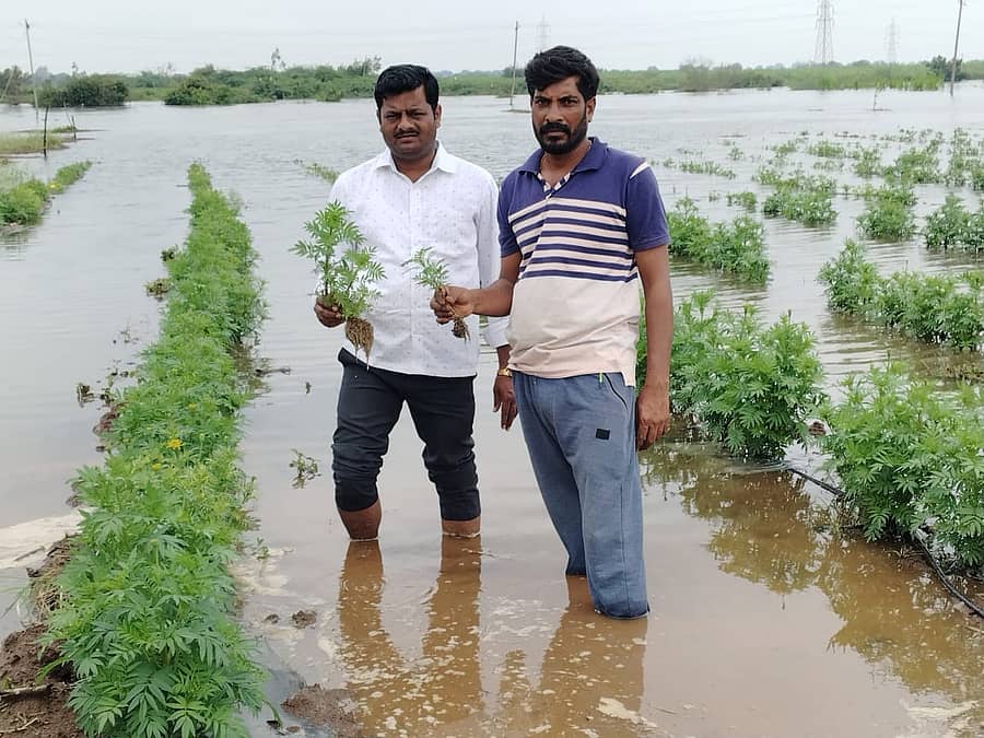 ಖಟಕಚಿಂಚೋಳಿ ಸಮೀಪದ ಕಟ್ಟಿ ತುಗಾಂವ್ ಗ್ರಾಮದ ರೈತ ಸುರೇಶ ಗೌಳಿ ಅವರು ಬೆಳೆದ ಚೆಂಡು ಹೂ ಸಂಪೂರ್ಣ ಜಲಾವೃತವಾಗಿರುವುದು