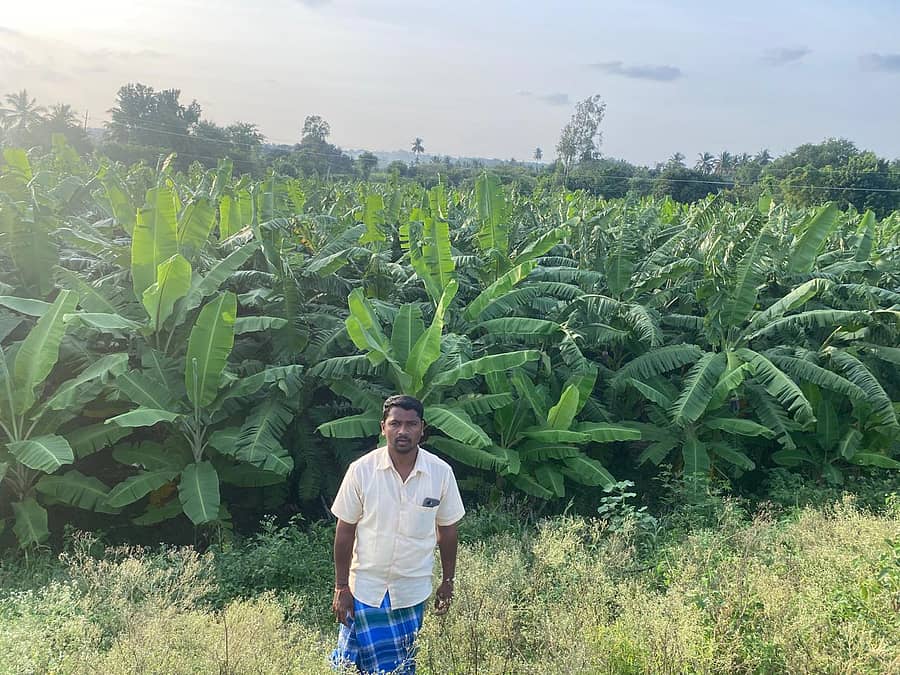 ಬಂಗಾರಪೇಟೆ ತಾಲ್ಲೂಕಿನ ಕಾಮಸಮುದ್ರ ಹೋಬಳಿಯ ಬತ್ತಲಹಳ್ಳಿ ಗ್ರಾಮದ ಪ್ರಗತಿಪರ ರೈತ ಸುಬ್ರಮಣಿ ತಮ್ಮ ಹೊಲದಲ್ಲಿ ಬೆಳೆದ ಬಾಳೆ ಗಿಡ