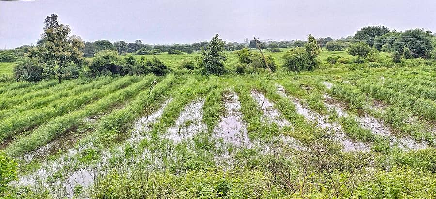 ಹುಲಸೂರ ಪಟ್ಟಣ ಸಮೀಪದ ತೊಗರಿ ಜಮೀನುಗಳಲ್ಲಿ ನೀರು ಸಂಗ್ರಹವಾಗಿರುವುದು