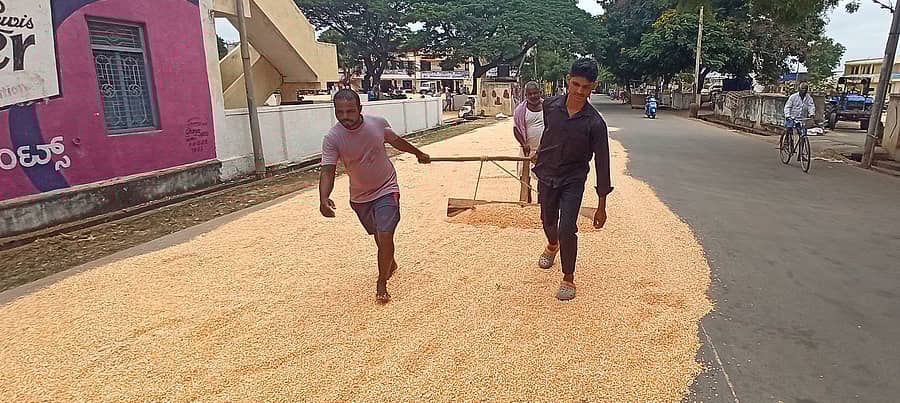 ರಾಣೆಬೆನ್ನೂರಿನ ಎಪಿಎಂಸಿ ಆವರಣದಲ್ಲಿ ರೈತರು ಮಾರಾಟಕ್ಕೆ ತಂದಿದ್ದ ಮೆಕ್ಕೆಜೋಳವನ್ನು ಒಣಗಲು ಹಾಕಿರುವುದು