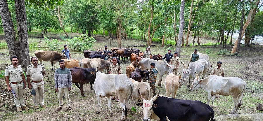 ಎಚ್.ಡಿ.ಕೋಟೆ ತಾಲ್ಲೂಕಿನ ಬಂಡೀಪುರ ಹುಲಿ ಸಂರಕ್ಷಿತ ವ್ಯಾಪ್ತಿಯ ಗುಂಡ್ರೆ ವಲಯದ ಆನೆಕಾಲು ದಾರಿಗಳ ಮೂಲಕ ಅಕ್ರಮವಾಗಿ ಕೇರಳ ರಾಜ್ಯಕ್ಕೆ ಸಾಗಿಸುತ್ತಿದ್ದ 23 ದನಗಳನ್ನು ಈಚೆಗೆ ರಕ್ಷಿಸಲಾಗಿದೆ