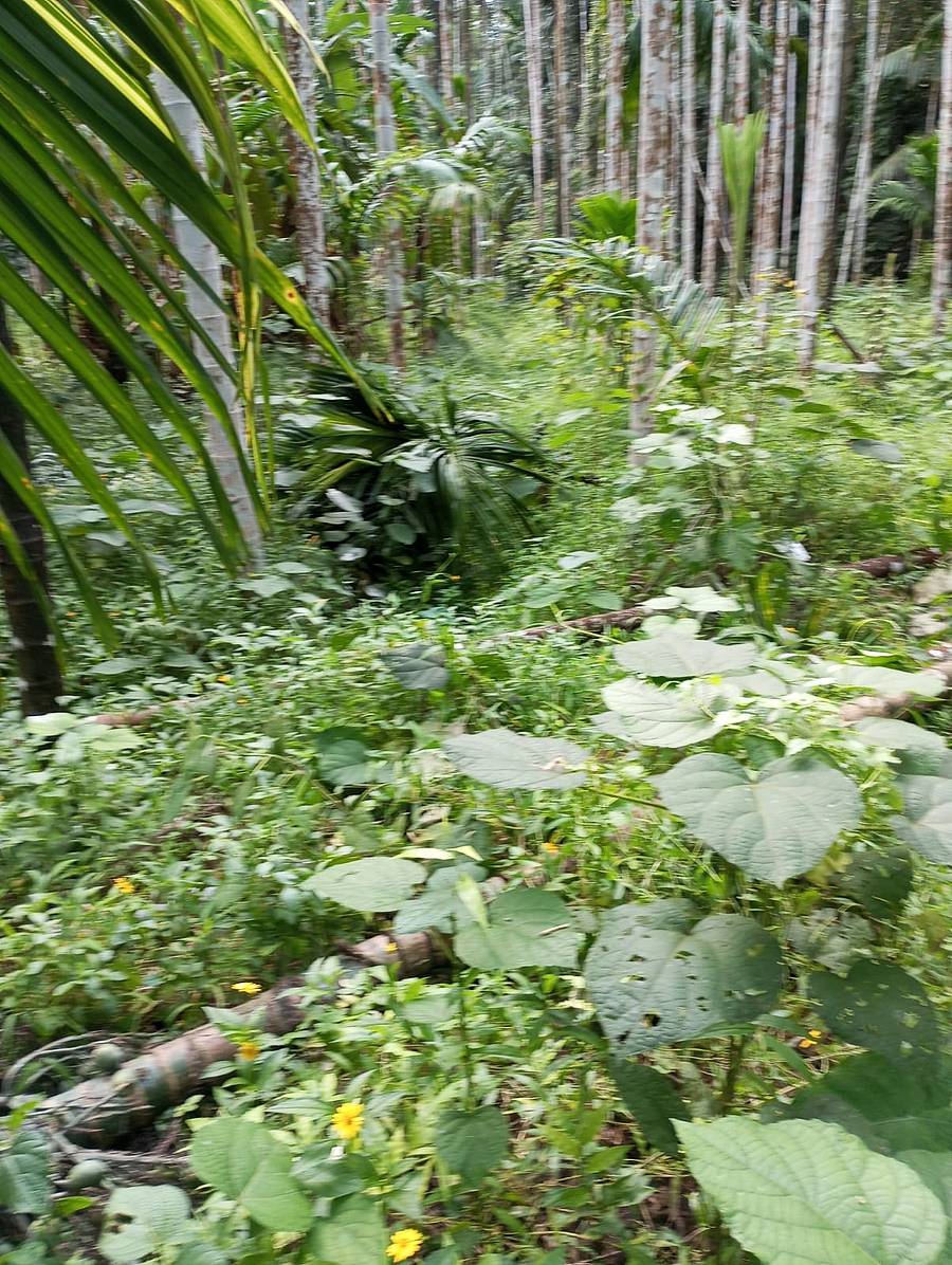 ಪುತ್ತೂರು ತಾಲ್ಲೂಕಿನ ಪೆರ್ನಾಜೆ ಪ್ರದೇಶಕ್ಕೆ ಶನಿವಾರ ರಾತ್ರಿ ಕಾಡಾನೆಗಳು ದಾಳಿ ಮಾಡಿ ಪೆರ್ನಾಜೆಯ ರಾಘವೇಂದ್ರ ಭಟ್ ಅವರ ಕೃಷಿ ನಾಶ ಮಾಡಿವೆ