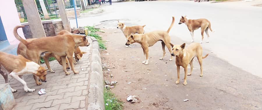 ತುಮಕೂರಿನಲ್ಲಿ ನಾಯಿಗಳ ಹಾವಳಿ
