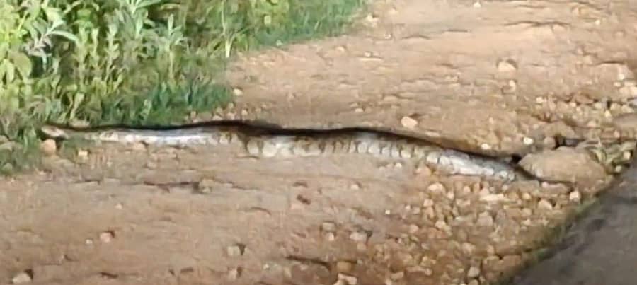 ದೊಡ್ಡಬಳ್ಳಾಪುರ ತಾಲ್ಲೂಕಿನ ಮಾಕಳಿ ಬೆಟ್ಟ ಸಾಲಿನ ರಸ್ತೆ ದಾಟಿದ ಹೆಬ್ಬಾವು