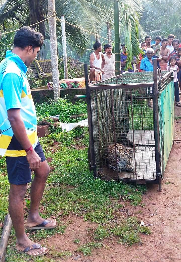 ಮೂಡುಬಿದಿರೆ ಸಮೀಪದ ಕಲ್ಲಮುಂಡ್ಕೂರಿನಲ್ಲಿ ಮಂಗಳವಾರ ಬೋನಿನಲ್ಲಿ ಸೆರೆಯಾದ ಚಿರತೆ