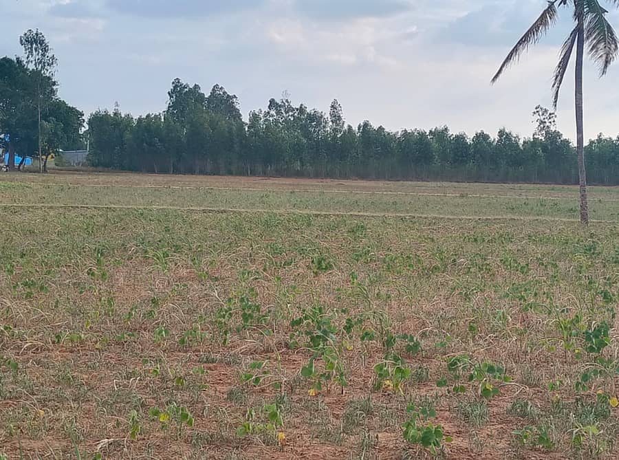 ಮಳೆಯಿಲ್ಲದ ಕಾರಣ ತೇವಾಂಶದ ಕೊರತೆಯಾಗಿ ಒಣಗುತ್ತಿರುವ ರಾಗಿ ಮತ್ತು ಅವರೆ ಬೆಳೆ