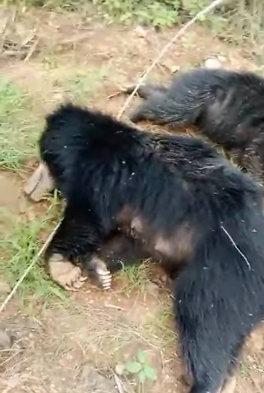 ವಿದ್ಯುತ್ ತಂತಿ ತುಳಿದು ಮೃತಪಟ್ಟಿರುವ ಕರಡಿಗಳು