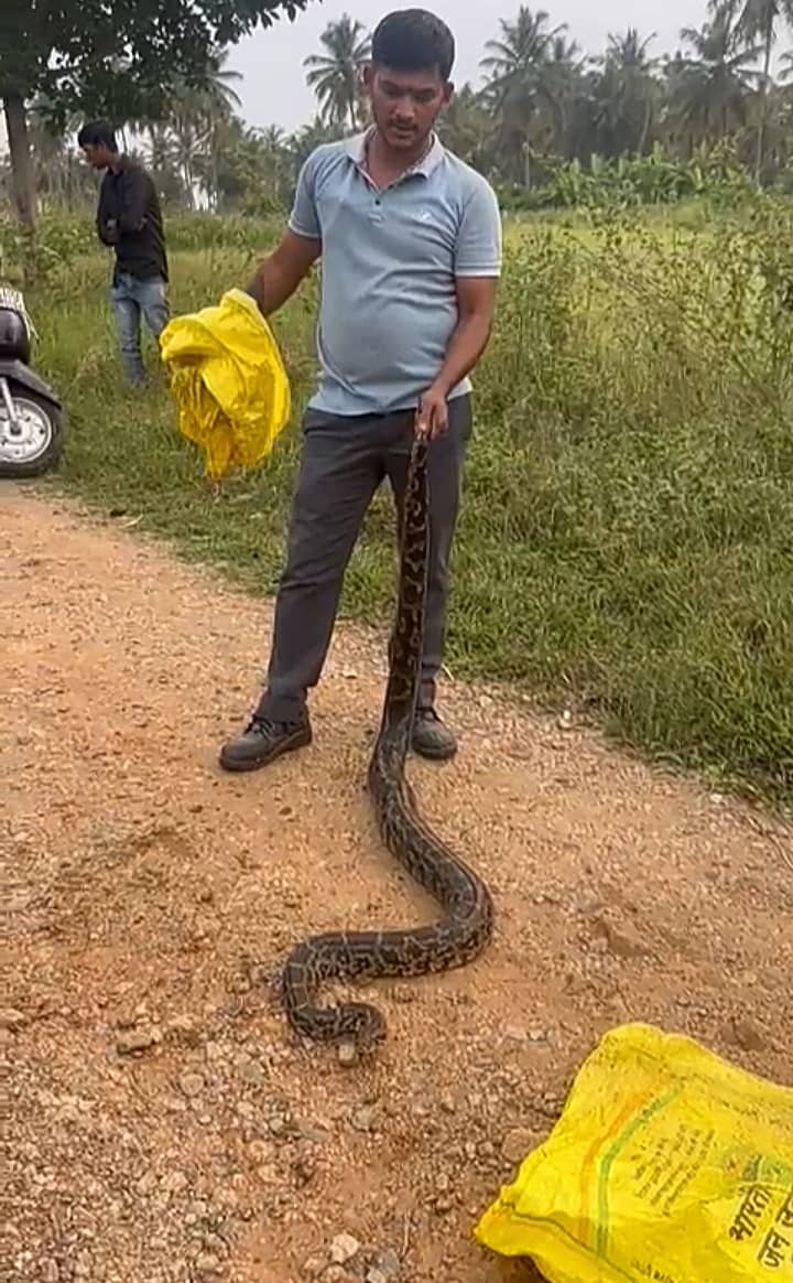 ರಕ್ಷಿಸಿದ ಹೆಬ್ಬಾವಿನ ಜೊತೆ ಉರಗ ರಕ್ಷಕ ಶಶಿಕುಮಾರ್