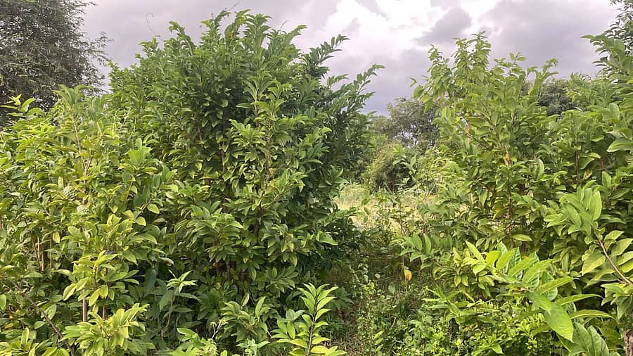 ಬಂಗಾರಪೇಟೆ ತಾಲ್ಲೂಕಿನ ಕಾಮಸಮುದ್ರ ಅರಣ್ಯ ಪ್ರದೇಶದಲ್ಲಿರುವ ಸೀತಾಫಲ ಹಣ್ಣಿನ ಗಿಡಗಳು