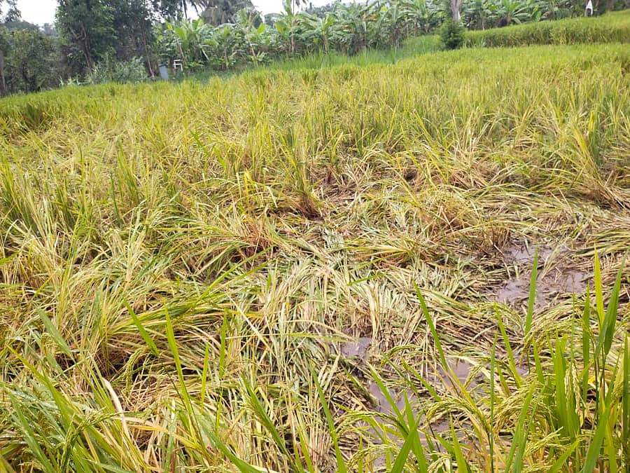 <div class="paragraphs"><p> ಸಾಂದರ್ಭಿಕ ಚಿತ್ರ</p></div>