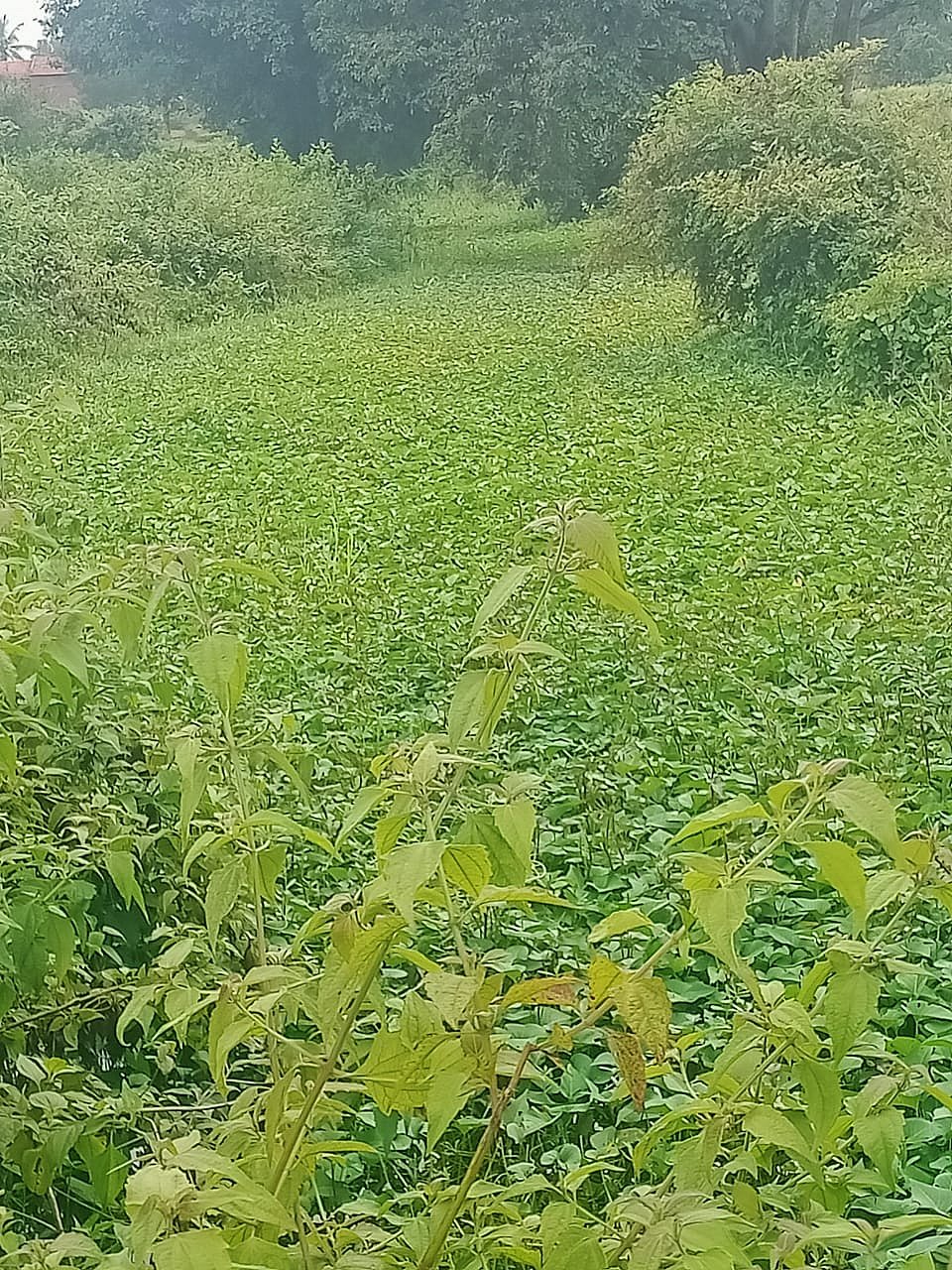 ಹುಣಸೂರು ನಾಲೆಯಲ್ಲಿ ಹೂಳು: ರೈತರ ಅಳಲು