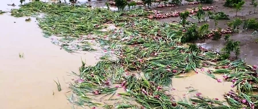 ಶಿರೂರ ಸಮೀಪದ ಬೆನಕಟ್ಟಿಯ ರೈತರೊಬ್ಬರ ಹೊಲದಲ್ಲಿ ಕಿತ್ತು ಹಾಕಿದ್ದ ಈರುಳ್ಳಿ ಬೆಳೆ ನೀರಲ್ಲಿ ಕೊಚ್ಚಿ ಹೋಗುತ್ತಿರುವುದು