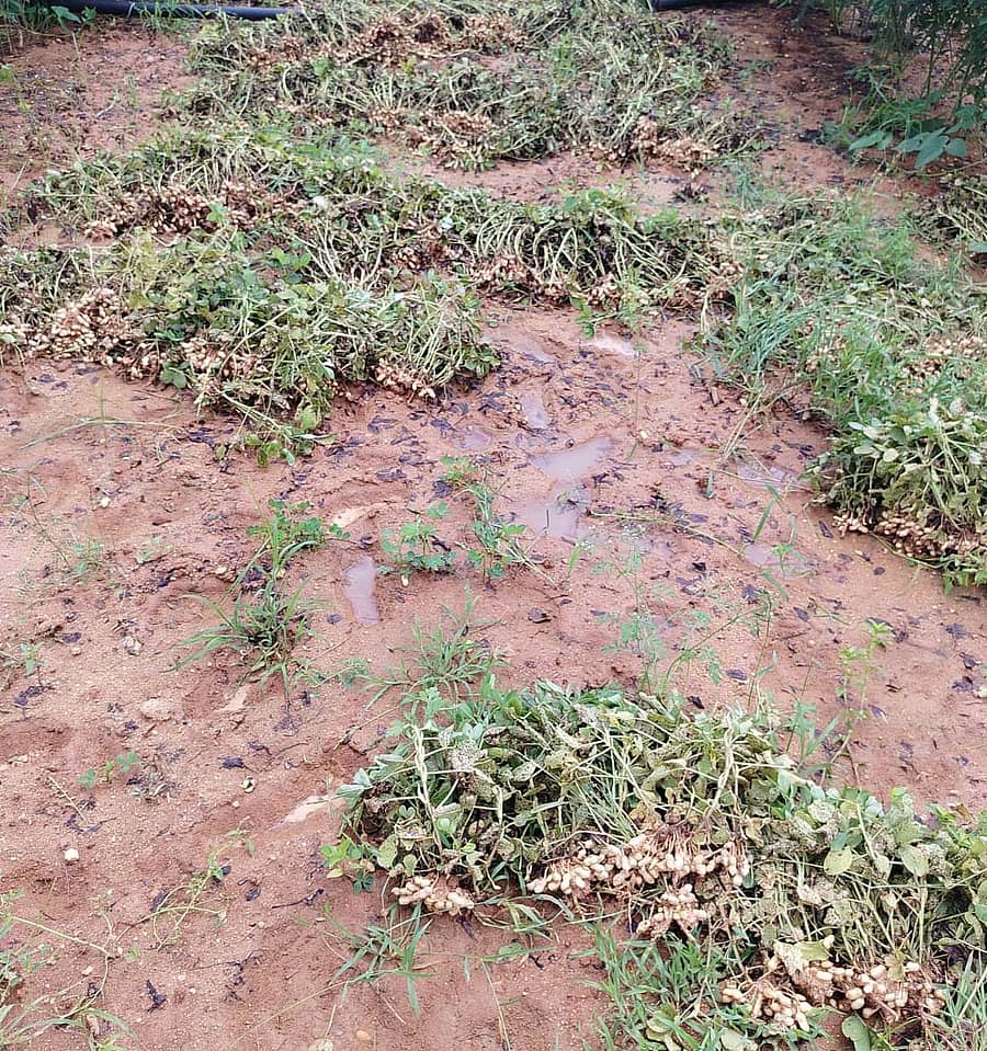 ಬಾಗೇಪಲ್ಲಿ ತಾಲ್ಲೂಕಿನ ಗೂಳೂರು ಹೋಬಳಿಯ ಯಗವಐವಾರಪಲ್ಲಿ ಗ್ರಾಮದ ರೈತ ನಂಜುಂಡಪ್ಪ ಬೆಳೆದ ನೆಲಗಡಲೆ ಕೊಚ್ಚಿಕೊಂಡು ಹೋಗಿರುವುದು