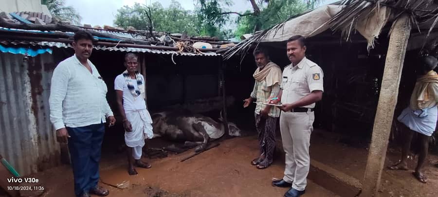 ಯಲಬುರ್ಗಾ ತಾಲ್ಲೂಕು ಬುಡಕುಂಟಿ ಗ್ರಾಮದಲ್ಲಿ ಶುಕ್ರವಾರ ವಿದ್ಯುತ್ ತಂತಿ ತುಂಡಾಗಿ ಕೊಟ್ಟಿಗೆಯ ಮೇಲೆ ಬಿದ್ದ ಪರಿಣಾಮ ಎತ್ತು ಮೃತಪಟ್ಟಿರುವುದನ್ನು ಅಧಿಕಾರಿಗಳು ಪರಿಶೀಲಿಸಿದರು