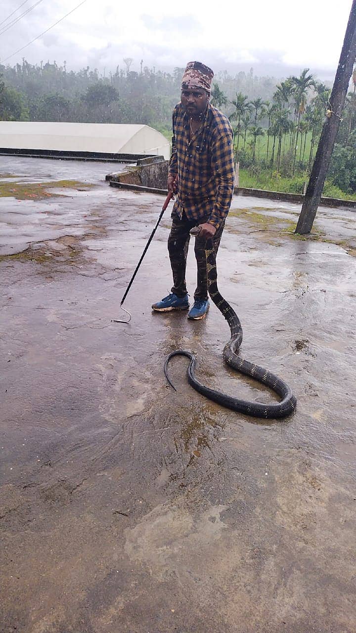 ಹೆತ್ತೂರು ಸಮೀಪದ ಉಚ್ಚಂಗಿ ಗ್ರಾಮದಲ್ಲಿ ಕಾಣಿಸಿದ ಕಾಳಿಂಗ ಸರ್ಪವನ್ನು ಹಿಡಿದು ಬಿಸಲೆ ರಕ್ಷಿತ ಅರಣ್ಯಕ್ಕೆ ಬಿಡಲಾಯಿತು