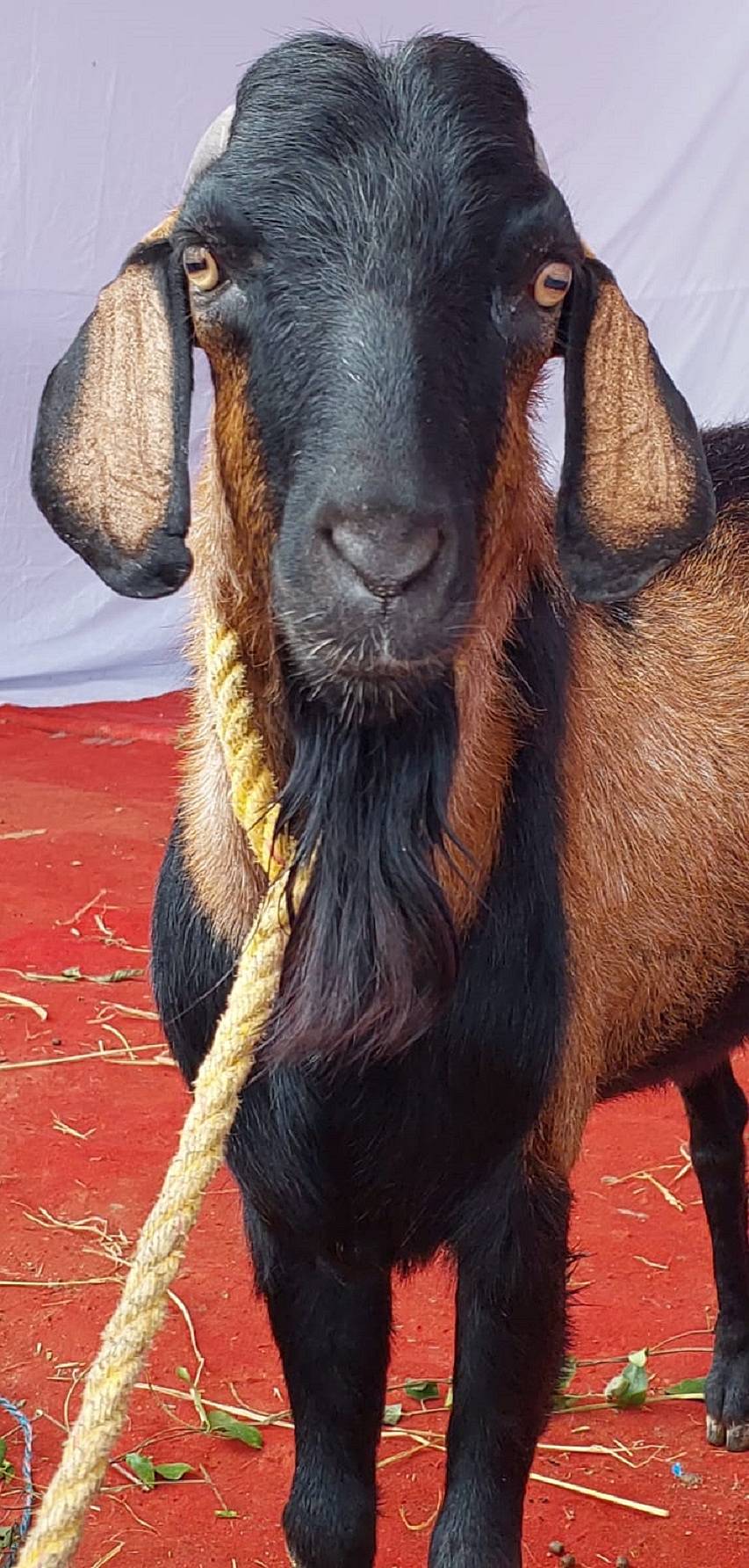 <div class="paragraphs"><p> ಪ್ರಾತಿನಿಧಿಕ ಚಿತ್ರ</p></div>