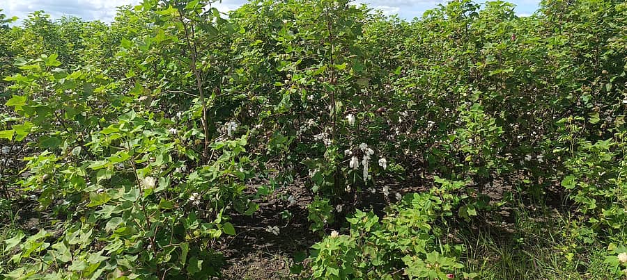 ವಾಡಿ ಸಮೀಪದ ಕರದಳ್ಳಿ ಜಮೀನಿನಲ್ಲಿ ಮಳೆಯಿಂದ ಅರಳಿ ನಿಂತ ಹತ್ತಿ ಒದ್ದೆಯಾಗಿರುವುದು.