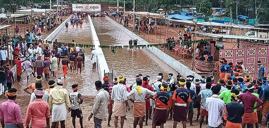 ಬಂಟ್ವಾಳ ತಾಲ್ಲೂಕಿನ ಸಿದ್ಧಕಟ್ಟೆ ಕೊಡಂಗೆ ವೀರ-ವಿಕ್ರಮ ಜೋಡುಕರೆಯಲ್ಲಿ ಶನಿವಾರ ನಡೆದ ರೋಟರಿ ಕಂಬಳ ಕೂಟದಲ್ಲಿ ಮರಿ ಕೋಣಗಳ ಓಟದ ದೃಶ್ಯ