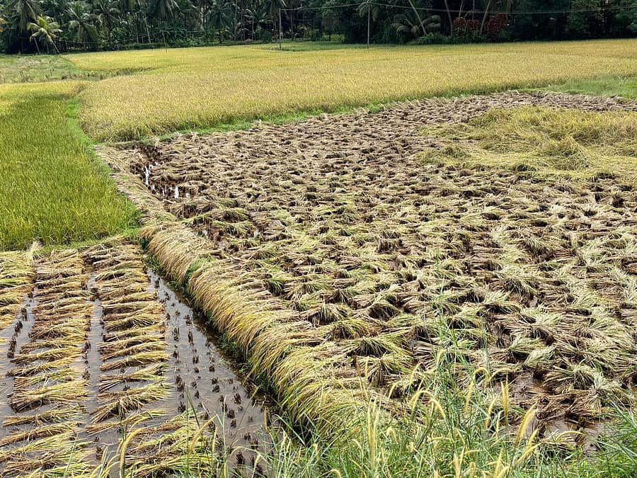 ಉಡುಪಿಯ ಮಣಿಪುರ ಗ್ರಾಮದ ಕುರ್ಕಾಲು ಎಂಬಲ್ಲಿ ಭತ್ತದ ಗದ್ದೆಯಲ್ಲಿ ಮಳೆ ನೀರು ನಿಂತಿರುವುದು