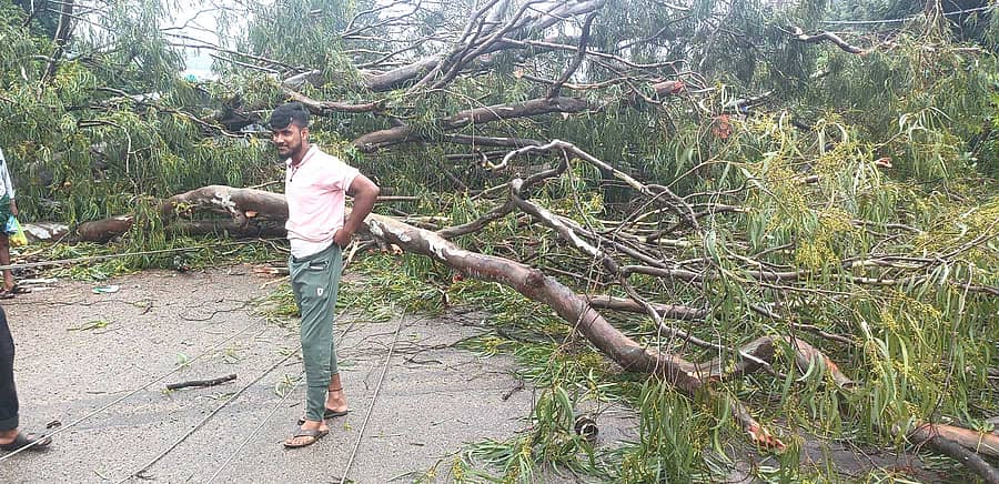 ಬಸವಾಪಟ್ಟಣದ ಮುಖ್ಯರಸ್ತೆಯಲ್ಲಿ ಸೋಮವಾರ ಮುಂಜಾನೆ ಭಾರಿ ಗಾತ್ರದ ನೀಲಗಿರಿ ಮರವೊಂದು ಉರುಳಿ ಬಿದ್ದಿದ್ದ ದೃಶ್ಯ