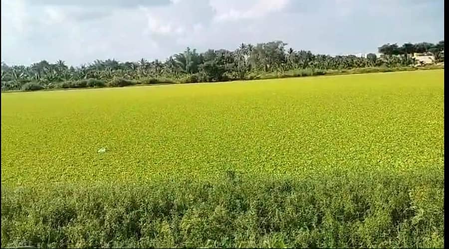 ಕುಣಿಗಲ್ ತಾಲ್ಲೂಕಿನ ಗೊಟ್ಟಿಗೆರೆ ಕೆರೆ ಅಂತರಗಂಗೆಯಿಂದ ಆವೃತವಾಗಿರುವುದು