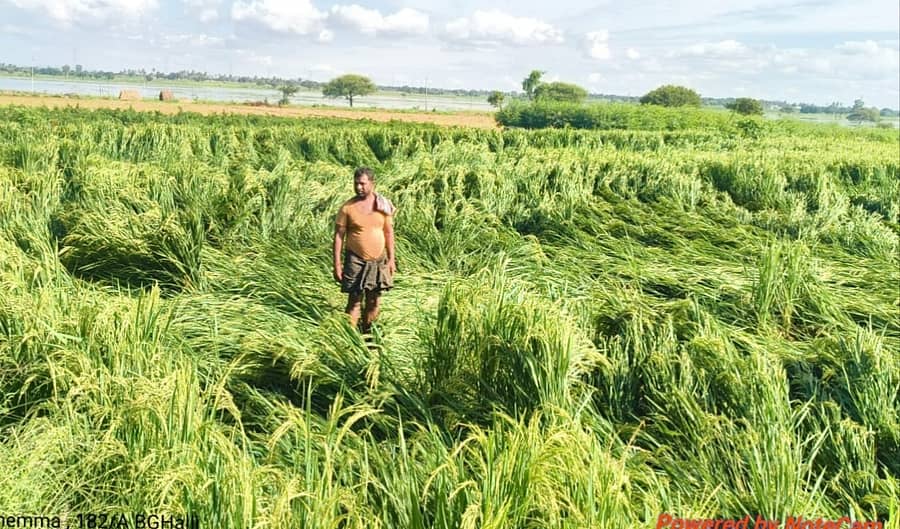 ಹಗರಿಬೊಮ್ಮನಹಳ್ಳಿ ತಾಲ್ಲೂಕಿನ ಬಾಚಿಗೊಂಡನಹಳ್ಳಿ ಗ್ರಾಮದಲ್ಲಿ ಮಳೆಗಾಳಿಯಿಂದ ಭತ್ತ ನೆಲಕ್ಕೊರಗಿರುವುದು