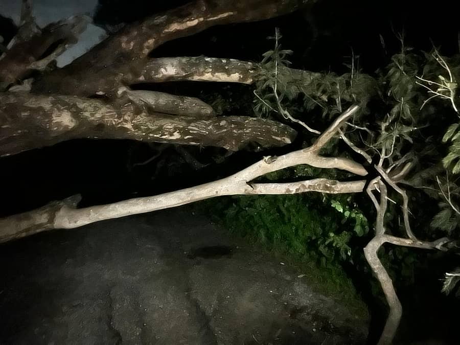 ಮಾಗಡಿ ತಾಲೂಕಿನ ವೀರೇಗೌಡನ ದೊಡ್ಡಿ ಮಂಚನಬೆಲೆ ಮುಖ್ಯ ರಸ್ತೆಯಲ್ಲಿ ದೊಡ್ಡ ಗಾತ್ರದ ಮರ ಬಿದ್ದಿರುವುದು.