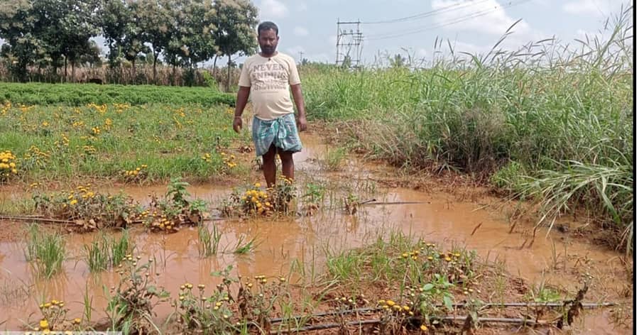 ರಾಣೆಬೆನ್ನೂರು ತಾಲ್ಲೂಕಿನ ಕೂನಬೇವು ಗ್ರಾಮದ ರೈತ ಕಿರಣ ತಮ್ಮಣ್ಣ ಅಣಜಿ ಅವರ ಜಮೀನಿನಲ್ಲಿ ಬೆಳೆದ ಸೇವಂತಿಗೆ ಬೆಳೆ ಸತತ ಮಳೆಗೆ ಹಾನಿಗೊಂಡಿದೆ