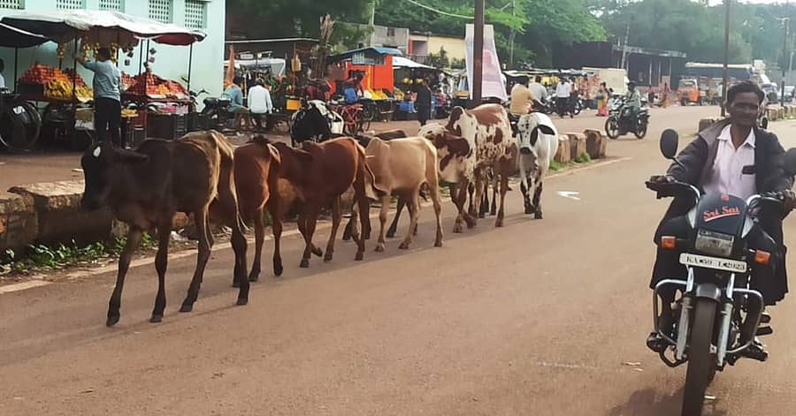 ಚಿಟಗುಪ್ಪ ಪಟ್ಟಣದ ರಸ್ತೆಯಲ್ಲಿ ಓಡಾಡುತ್ತಿರುವ ದನಗಳು