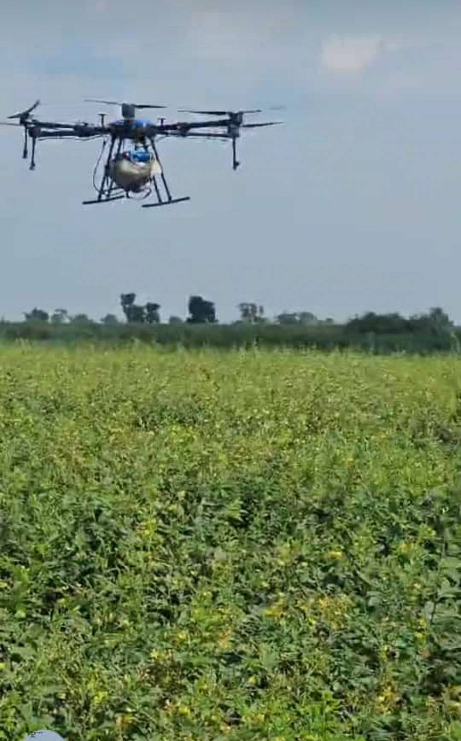 ಕೆಂಭಾವಿ ಪಟ್ಟಣದ ಜಮೀನೊಂದರಲ್ಲಿ ಶನಿವಾರ ಡ್ರೋನ್ ಯಂತ್ರದ ಸಹಾಯದಿಂದ ತೊಗರಿ ಬೆಳೆಗಳಿಗೆ ಕ್ರಿಮಿ ನಾಶಕ ಔಷಧ ಸಿಂಪರಣೆ ಮಾಡಲಾಯಿತು