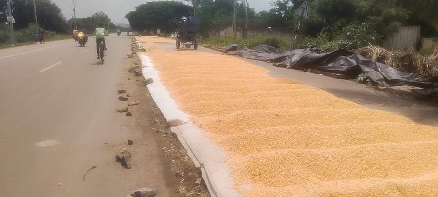 ಡಂಬಳ ಹೋಬಳಿ ಮೇವುಂಡಿ ಗ್ರಾಮದ ಅರಭಾವಿ– ಚಳ್ಳಕೆರೆ ರಾಜ್ಯ ಹೆದ್ದಾರಿಯಲ್ಲಿ ರೈತರು ಮೆಕ್ಕೆಜೋಳ ರಾಶಿ ಮಾಡುತ್ತಿರುವ ಚಿತ್ರಣ.