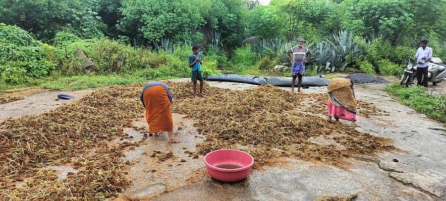 ತೋವಿನಕೆರೆ ಸಮೀಪ ರಾಗಿ ತೆನೆ ಒಣಗಿಸುತ್ತಿರುವುದು