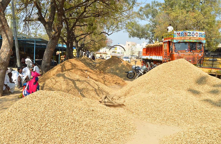ಶೇಂಗಾ ರಾಶಿ (ಸಾಂದರ್ಭಿಕ ಚಿತ್ರ)
