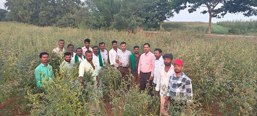 <div class="paragraphs"><p>ತೊಗರಿಬೆಳೆ</p></div>