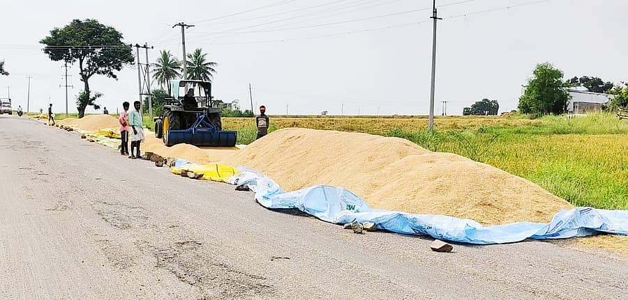 ಸಿರುಗುಪ್ಪ ತಾಲ್ಲೂಕಿನ ಕೆಸರಕುಣೆ ಕ್ಯಾಂಪ್ ಹತ್ತಿರದ ರಸ್ತೆಯಲ್ಲಿ ಭತ್ತ ಒಣಗಿಸುವ ಕಾರ್ಯದಲ್ಲಿ ರೈತರು