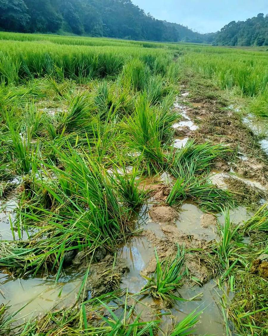 ಹೆತ್ತೂರು ಸಮೀಪದ ಭತ್ತದ ಗದ್ದೆಗಳಲ್ಲಿ ಆನೆಗಳು ಬೆಳೆ ನಾಶ ಮಾಡಿವೆ. 