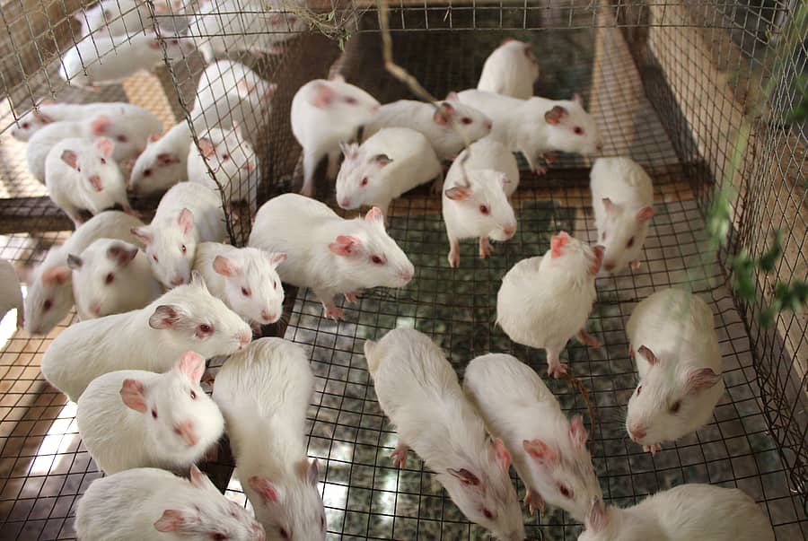 ಇಲಿ ಮರಿಗಳು