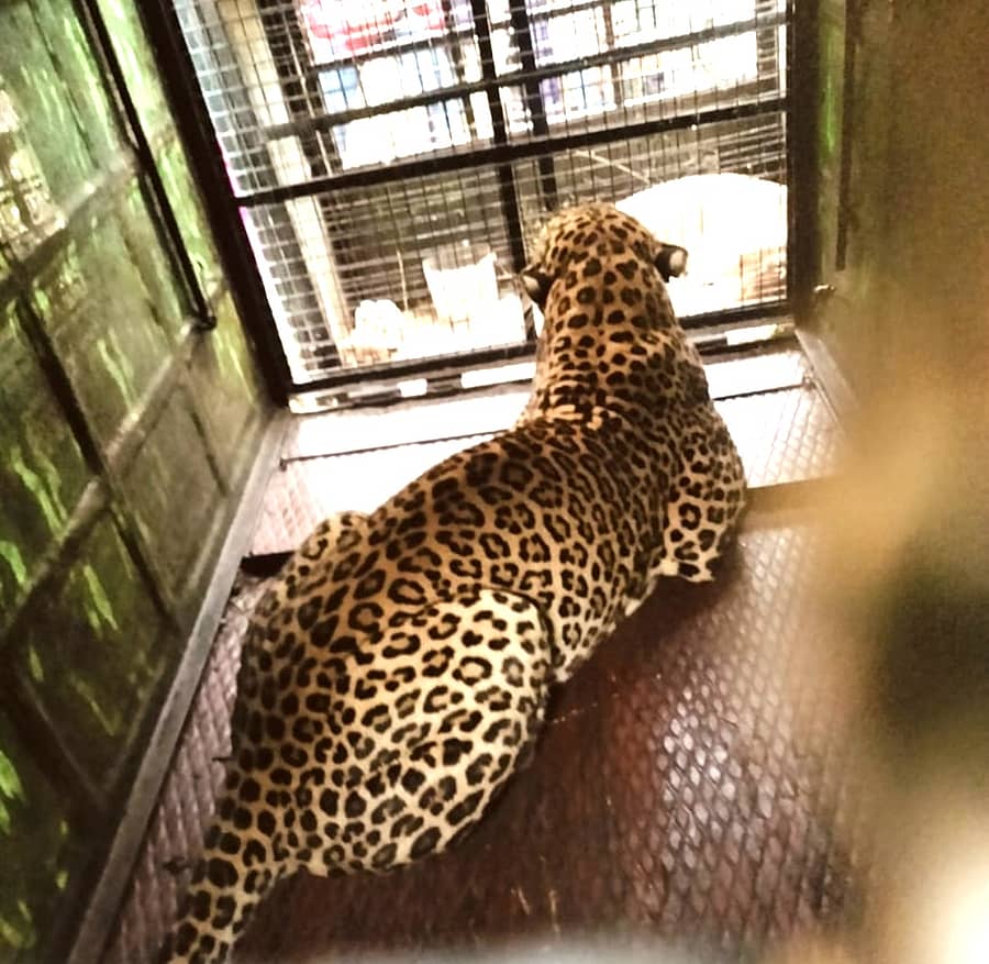 <div class="paragraphs"><p>ಚಿರತೆ</p></div>