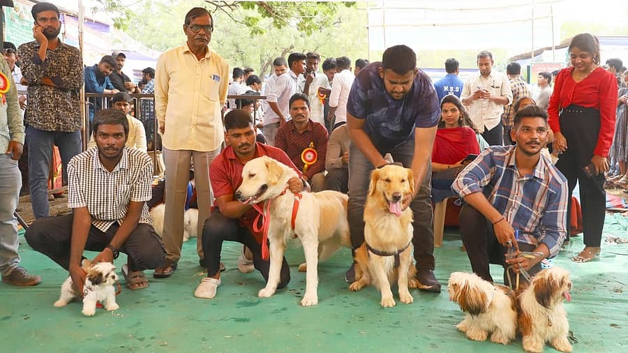 <div class="paragraphs"><p>ಕೃಷಿ ವಿಜ್ಞಾನಗಳ ವಿಶ್ವವಿದ್ಯಾಲಯದಲ್ಲಿ ಭಾನುವಾರ ನಡೆದ ಶ್ವಾನ ಪ್ರದರ್ಶನದಲ್ಲಿ ಮಾಲೀಕರು ತಮ್ಮ ಶ್ವಾನಗಳನ್ನು ಪ್ರದರ್ಶಿಸಿದರು</p></div>