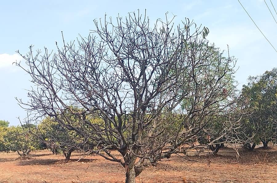 ಮಳೆ ಕೊರತೆ ಮತ್ತು ಹವಾಮಾನ ವೈಪರೀತ್ಯದಿಂದಾಗಿ ಕಳೆದ ವರ್ಷ ರಾಮನಗರ ತಾಲ್ಲೂಕಿನ ಬಿಳಗುಂಬ ಬಳಿಯ ಮಾವಿನತೋಟದ ಮರದಲ್ಲಿ ಫಸಲು ಕಟ್ಟದೆ ಎಲೆಗಳು ಉದುರಿದ್ದ ದೃಶ್ಯ