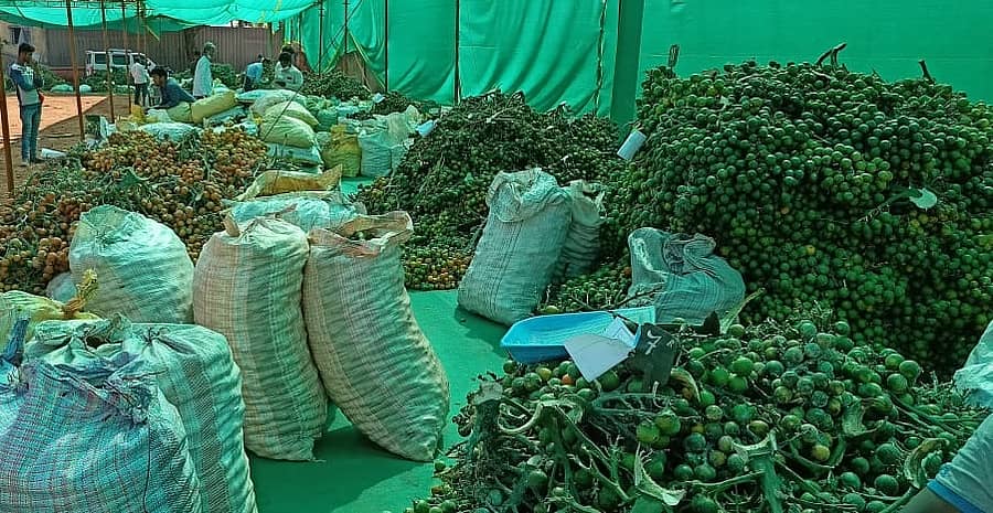 <div class="paragraphs"><p>ಹಸಿ ಅಡಿಕೆ </p></div>