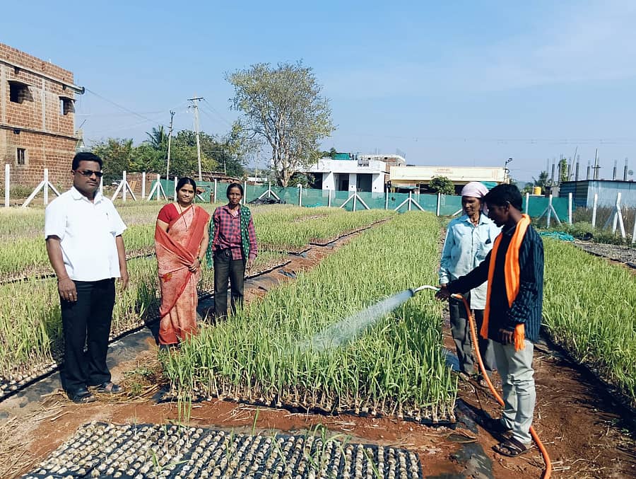 ಖಟಕಚಿಂಚೋಳಿ ಸಮೀಪದ ಹಾಲಹಳ್ಳಿ (ಕೆ) ಗ್ರಾಮದ ರೈತ ಅಮೃತರಾವ ಪಾಟೀಲ ಅವರು ತಮ್ಮ ನರ್ಸರಿಯಲ್ಲಿ ಬೆಳೆದ ಕಬ್ಬಿನ ಸಸಿಗಳು