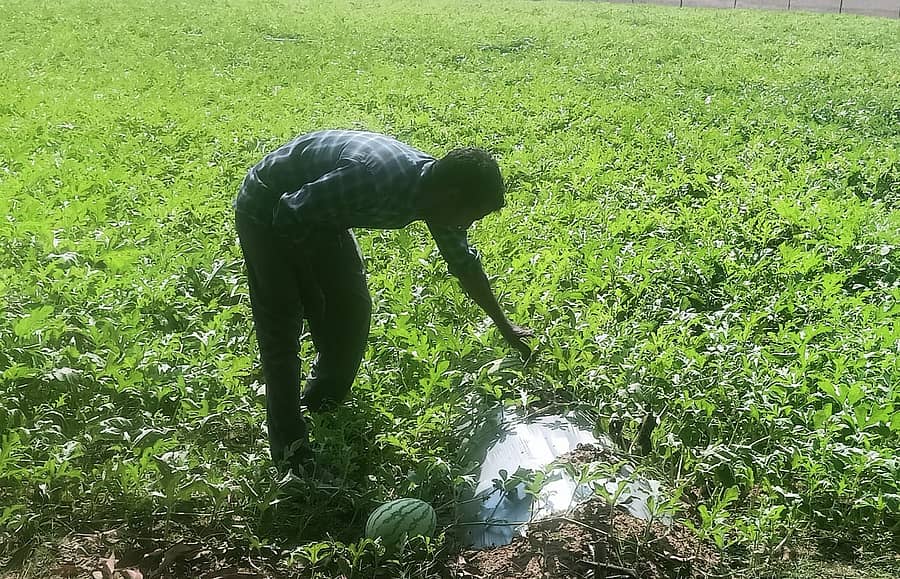 ಕಾರವಾರ ತಾಲ್ಲೂಕಿನ ಹಣಕೋಣ ಗ್ರಾಮದಲ್ಲಿರುವ ಗದ್ದೆಯಲ್ಲಿ ಕಲ್ಲಂಗಡಿ ಕಾಯಿ ಪರಿಶೀಲಿಸುತ್ತಿರುವ ಕೃಷಿಕ ವಿನಯ ವಿಠ್ಠಲ ನಾಯ್ಕ