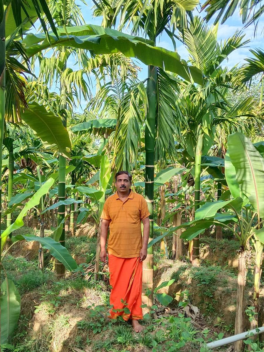 ಸಿದ್ದಾಪುರ ತಾಲ್ಲೂಕಿನ ಕಾಶೀಗದ್ದೆಯ ಪ್ರಶಾಂತ ಹೆಗಡೆ ಅವರ ಅಡಿಕೆ ತೋಟ