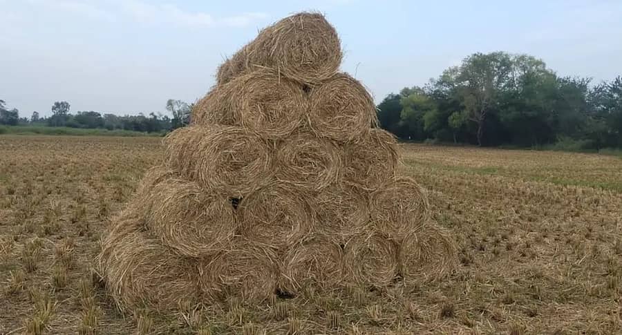 ಶಿರಸಿಯ ಬನವಾಸಿ ಸಮೀಪದ ಗದ್ದೆಯಲ್ಲಿ ಮಾರುವ ಸಂಬಂಧ ಭತ್ತದ ಹುಲ್ಲು ರಾಶಿ ಹಾಕಿರುವುದು